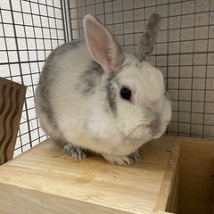 うさぎ🐰ゲージや餌も併せてお譲りします。