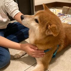 豆柴太郎くん8歳お散歩大好き