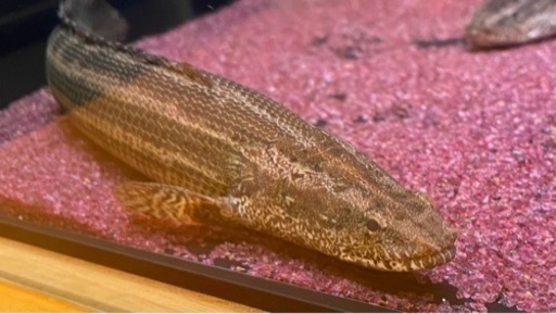 熱帯魚 ポリプテルス カミハタビキール