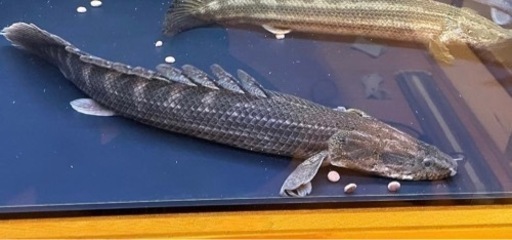 熱帯魚 ポリプテルス ビキールラプラディ