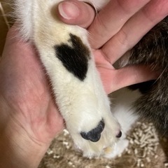 推定８ヶ月の男の子 - 猫