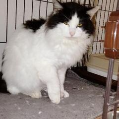 ハチハレの美猫ちゃん