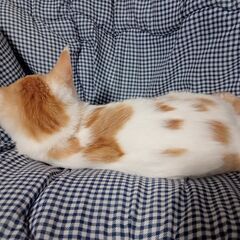 甘えん坊の茶白子猫（妹）