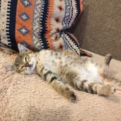 (長崎市内)人懐こい生後2ケ月メス仔猫♡