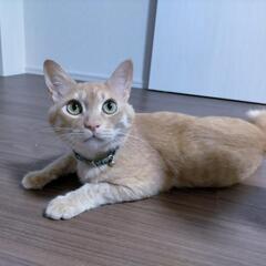 猫の里親募集中