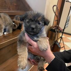 小さくてちょこんとかわいい子犬の「らし」ちゃん😘