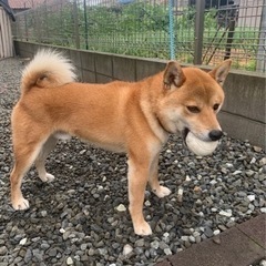 赤柴3歳男の子