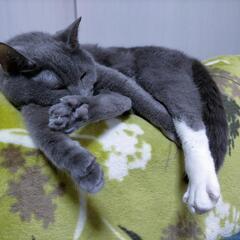 【里親募集】グレーの猫ちゃんです🐱