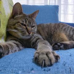 【里親募集】キジトラの猫ちゃんです🐱