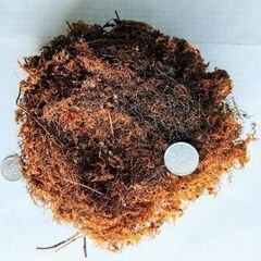 ルリさん🐦が作ったふわふわのお家【自然成製品・標本】１点