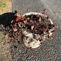 お話中　ハツユキカズラ　鉢植え