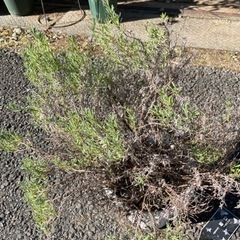 お話中　ラベンダー　鉢植え
