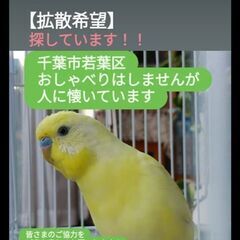 セキセイインコ探しています
