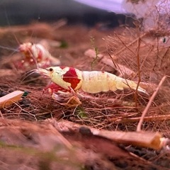 レッドビーシュリンプ 
