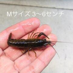 5cm位のザリガニ3匹売ってください！