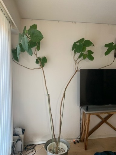 植物(たぶんウンベラータかな？)