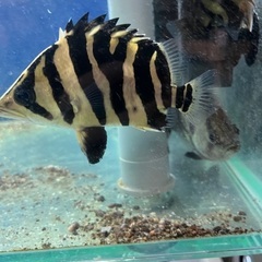 スマトラタイガーイレギュラー15センチ±