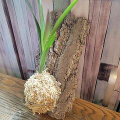ブロメリア 苔玉仕立て