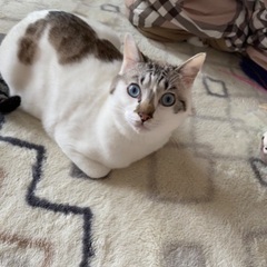 スカイブルーの目の猫　トライアル予定につき受付停止中です。 − 岩手県