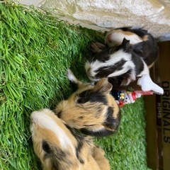 お迎え決まりました!! - ペット