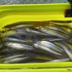 ワカサギ釣りに行きませんか？(^^)
