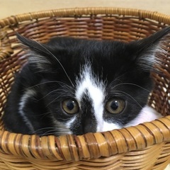 コアラ模様のハチワレ子猫の画像