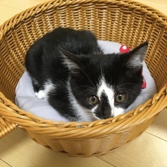コアラ模様のハチワレ子猫 - 大阪市
