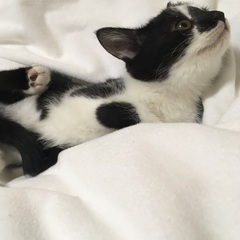 コアラ模様のハチワレ子猫 − 大阪府