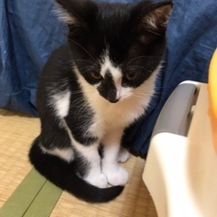 コアラ模様のハチワレ子猫 - 猫