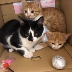 コアラ模様のハチワレ子猫 - 里親募集
