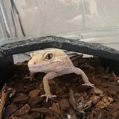 レオパ大事にしてくれる方で里親募集してます。
