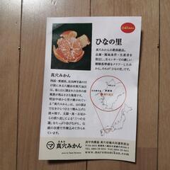 愛媛県産　ひなの里　真穴みかん