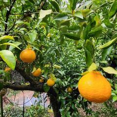 無農薬不知火ミカン