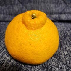 無農薬不知火ミカンの画像