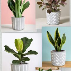 植木鉢 セメント鉢 おしゃれ 7.6cm多肉植物 底穴 鉢底ネット付 セメント サボテン プランター（T）（211220）の画像