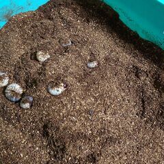 カブトムシの幼虫　育てて下さい。