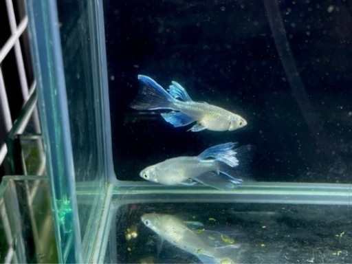 【king club】上物リアルロングフィンメダカ、めだか1pr15000円