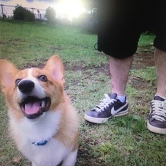 ハヤブサ