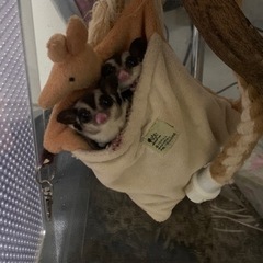 フクロモモンガの里親探しています。