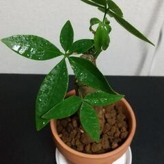 パキラ３号鉢　観葉植物