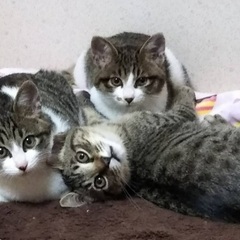 有難う御座います。3匹揃ってトライアルとなりました！
