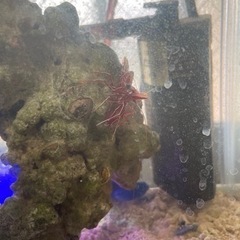 海水魚の画像