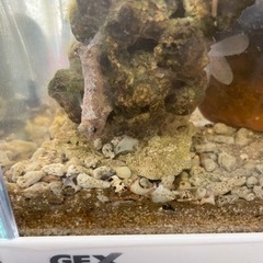 海水魚の画像