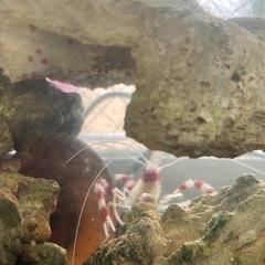 海水魚の画像