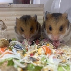 ゴールデン ハムスター  ノーマルカラー