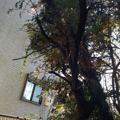 木の伐採