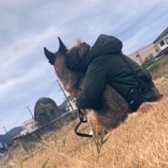 犬友さん欲しい🥺です。(出来たら大型犬) - 岡山市