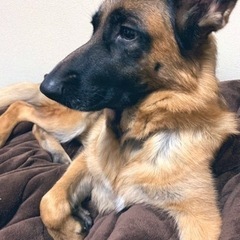 犬友さん欲しい🥺です。(出来たら大型犬)