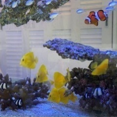 海水魚　キイロハギの画像