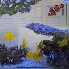 海水魚　キイロハギの画像